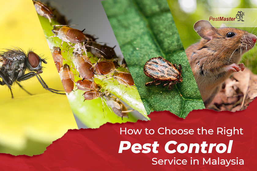 how-to-choose-the-right-pest-control-service