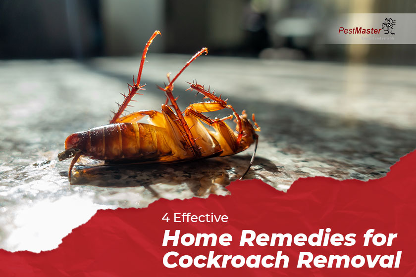 get-rid-of-cockroaches-with-home-remedies