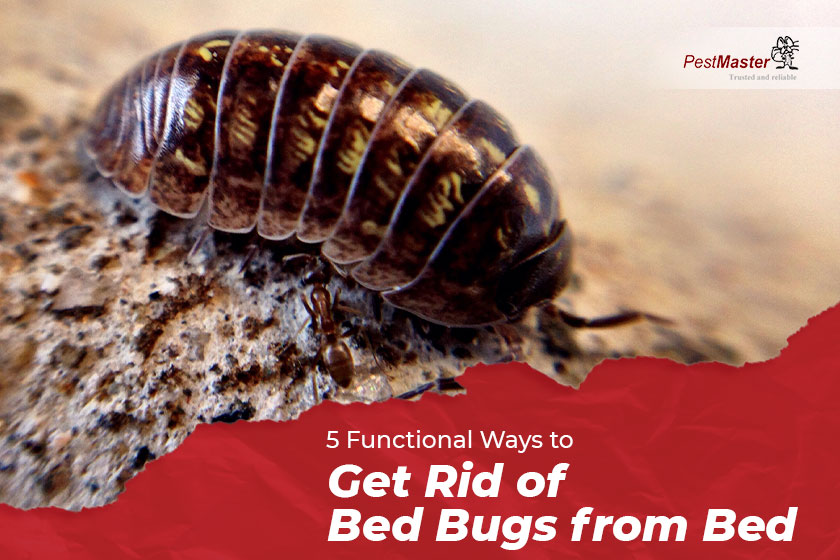 5-functional-ways-to-get-rid-of-bed-bugs-from-bed