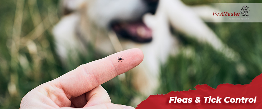 fleas-&-ticks