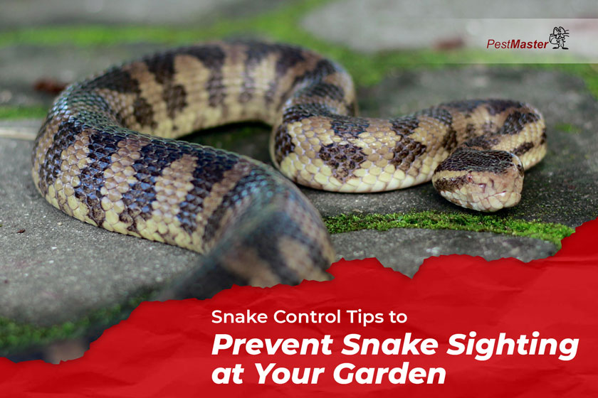 snake-control-tips-to-prevent-snake-sighting-at-your-garden