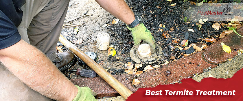 what-are-the-best-termite-treatment-in-malaysia