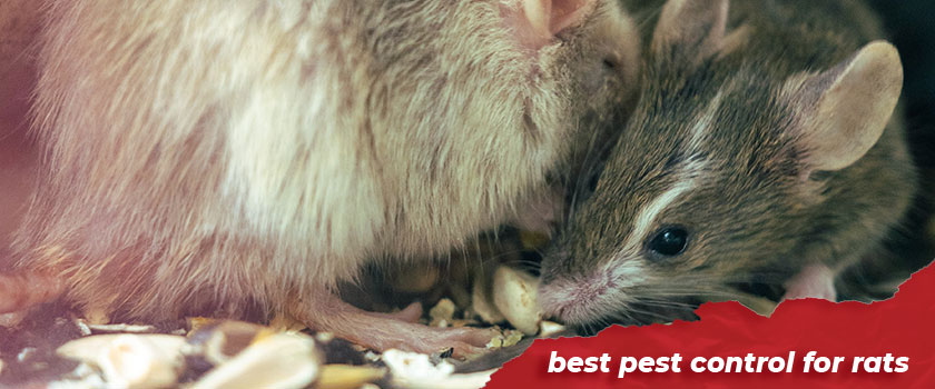 what-are-the-best-pest-control-for-rats