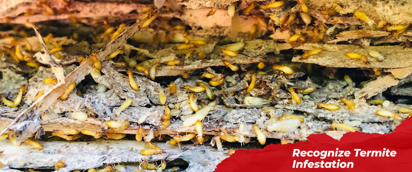 control-termite-recognize-termite-infestation-in-your-house