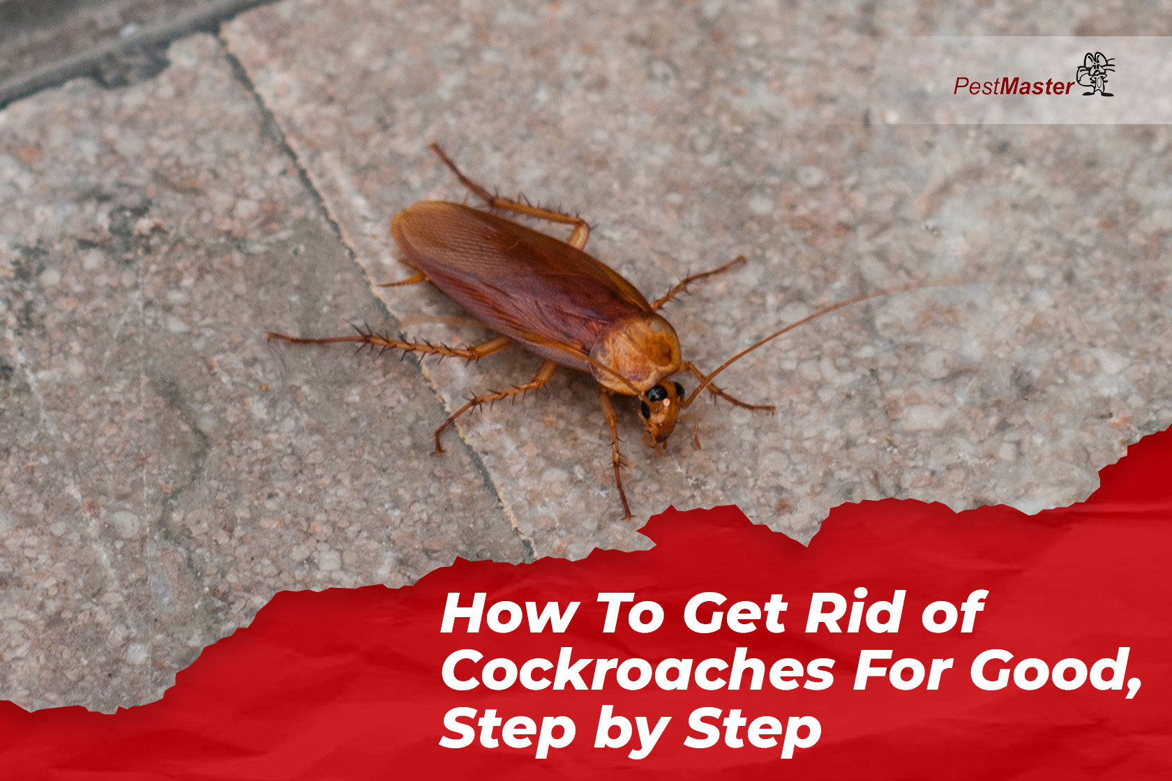 how-to-get-rid-of-cockroaches-for-good-step-by-step