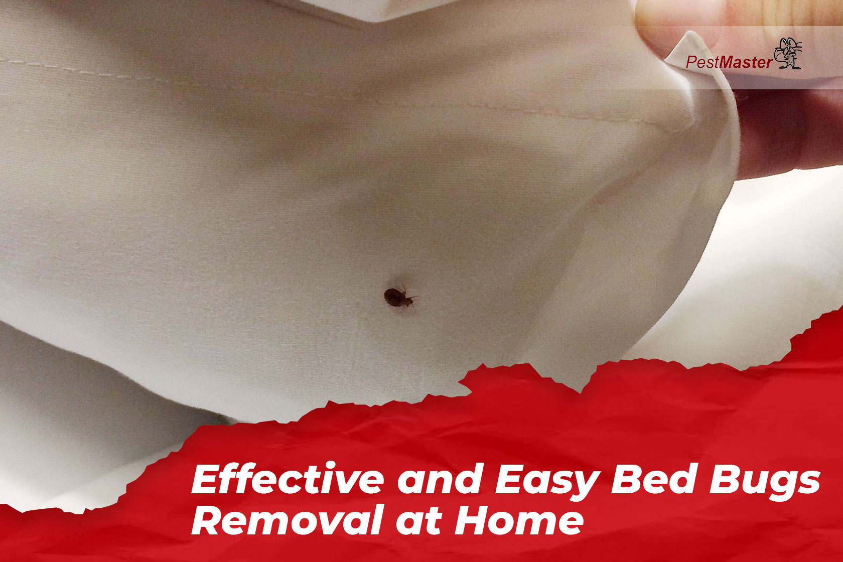 effective-and-easy-bed-bug-removal-at-home