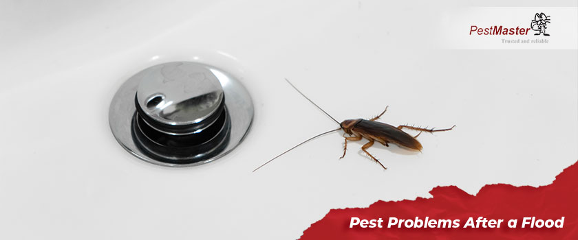 how-to-deal-with-pest-problems-after-a-flood-02