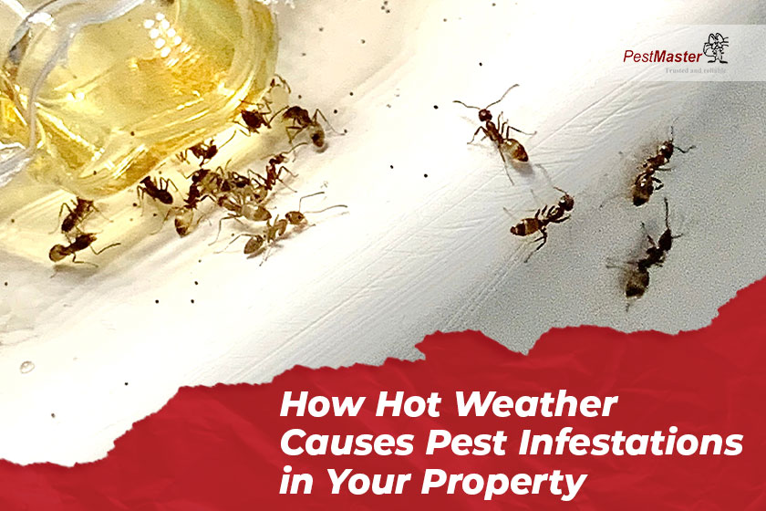 how-hot-weather-causes-pest-infestations-in-your-property