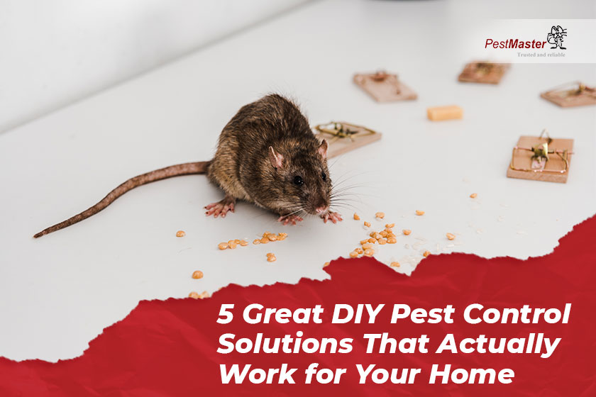 5-great-diy-pest-control-solutions-that-actually-work-for-your-home