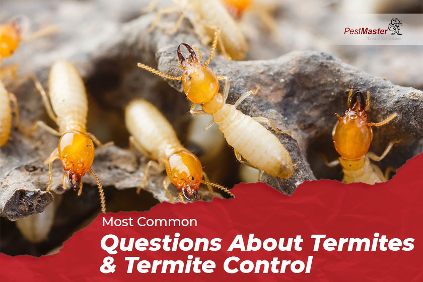 Most Common Questions About Termites & Termite Control
