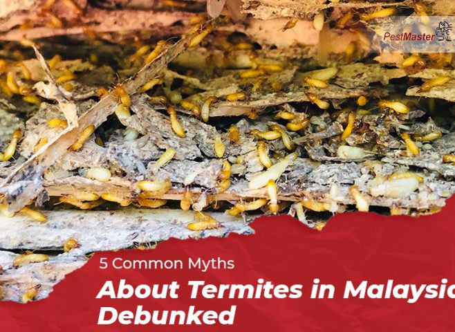 5 Common Myths About Termites in Malaysia Debunked