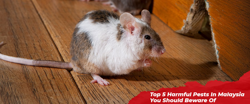 Top 5 Harmful Pests In Malaysia You Should Beware Of