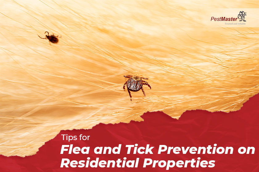 Tips for Flea and Tick Prevention on Residential Properties