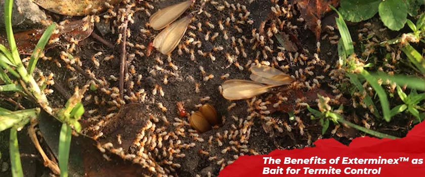 The Benefits of Exterminex™ as Bait for Termite Control