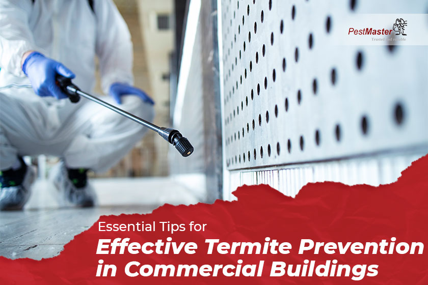 Essential Tips for Effective Termite Prevention in Commercial Buildings