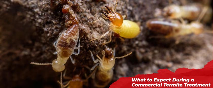 What to Expect During a Commercial Termite Treatment