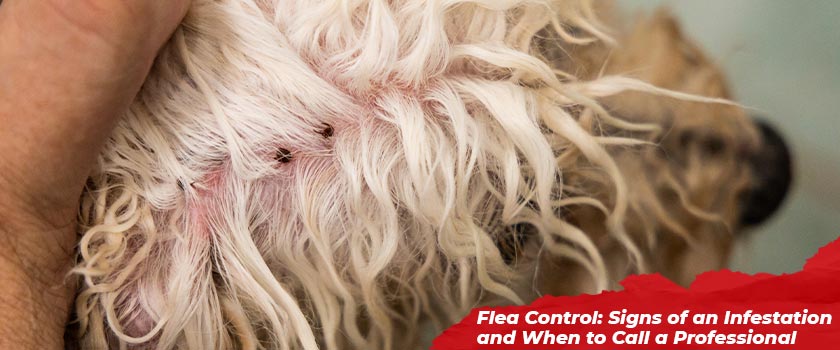 Flea Control: Signs of an Infestation and When to Call a Professional