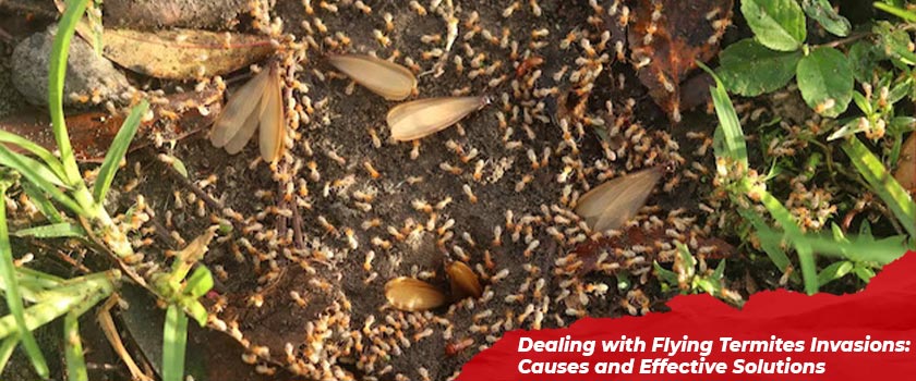 Dealing with Flying Termites Invasions: Causes and Effective Solutions