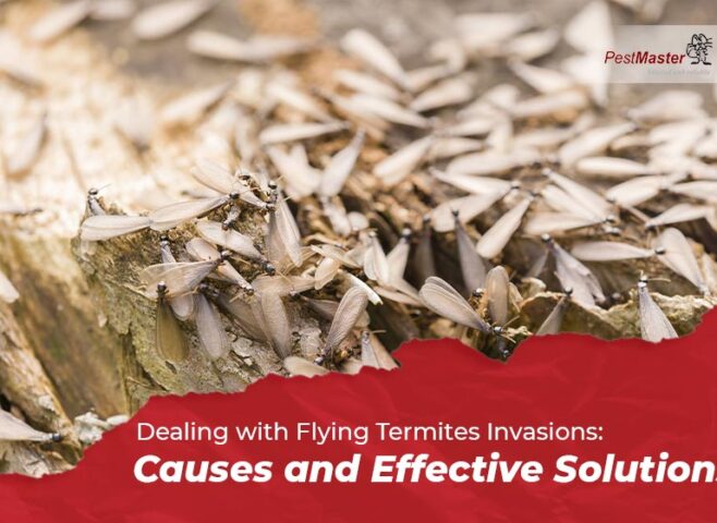 Dealing with Flying Termites Invasions: Causes and Effective Solutions
