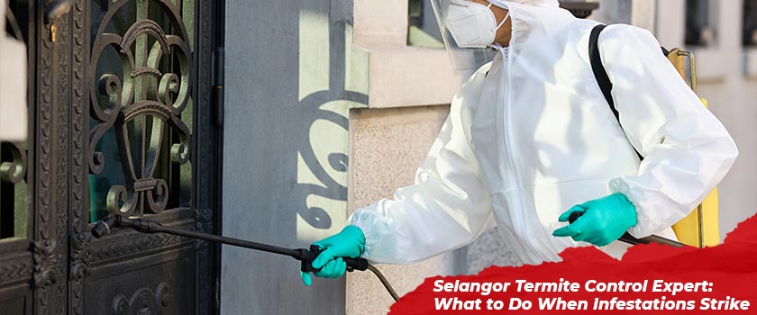 Selangor Termite Control Expert: What to Do When Infestations Strike