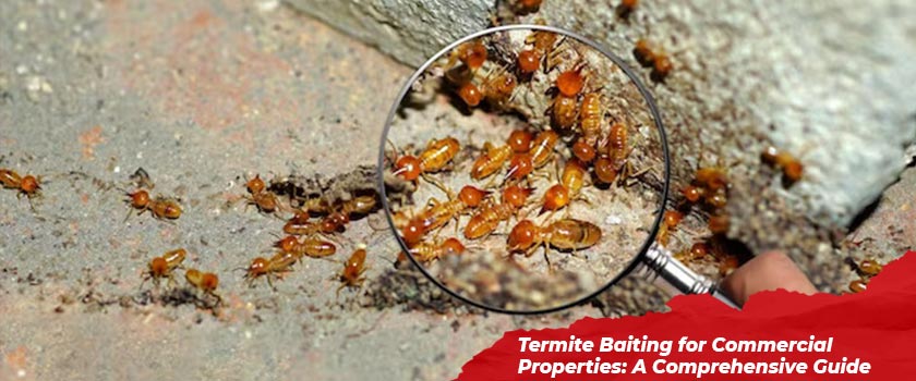 Termite Baiting for Commercial Properties: A Comprehensive Guide