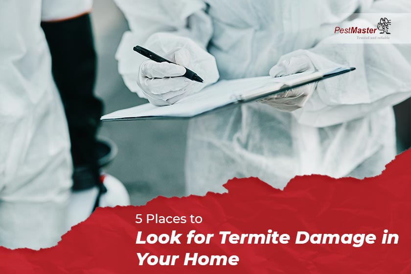 5 Places to Look for Termite Damage in Your Home