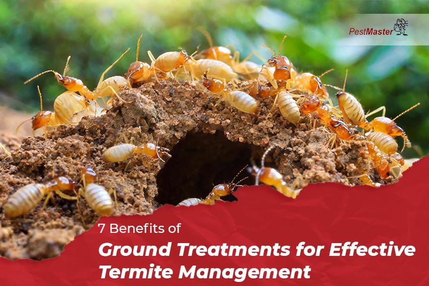 7 Benefits of Ground Treatments for Effective Termite Management