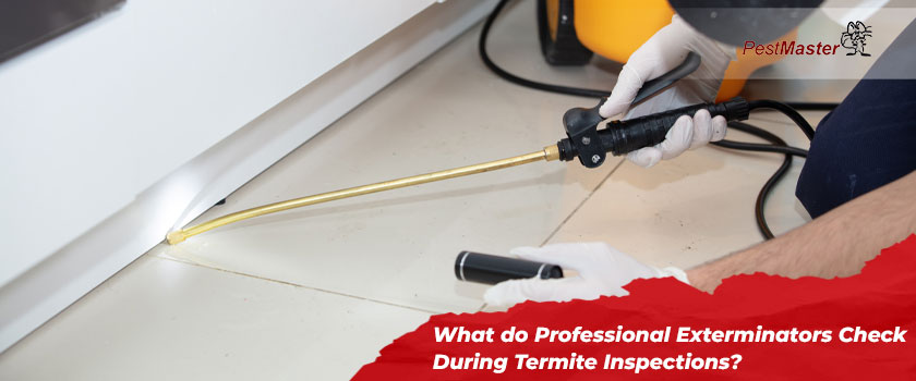 What do Professional Exterminators Check During Termite Inspections?
